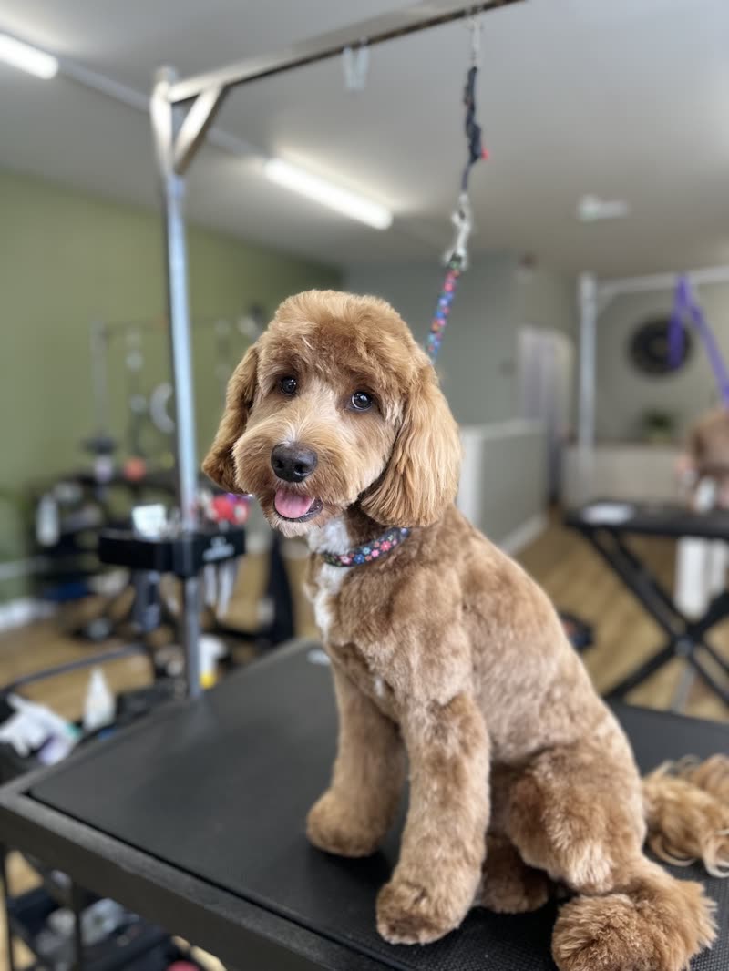 Inside the Clips Dog Grooming salon: a cockapoo on the table with clippers and tools behind