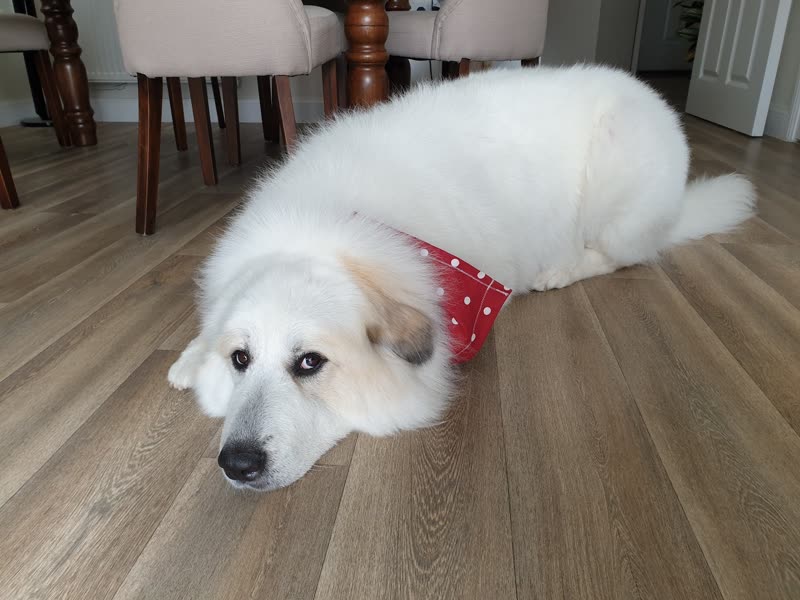 Large white fluffy dog in a red bandana lying on a wood floor after a groom