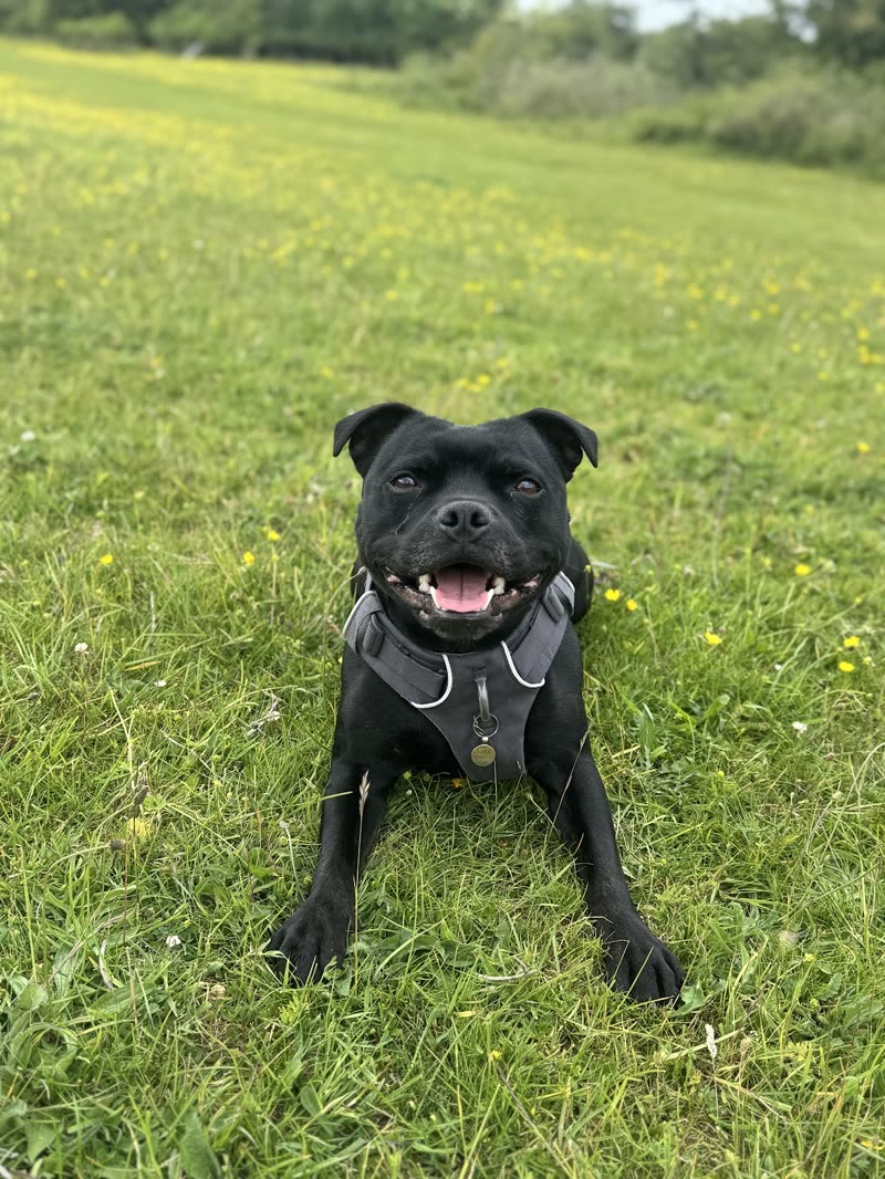 Black Staffordshire bull terrier lying on green grass, smiling