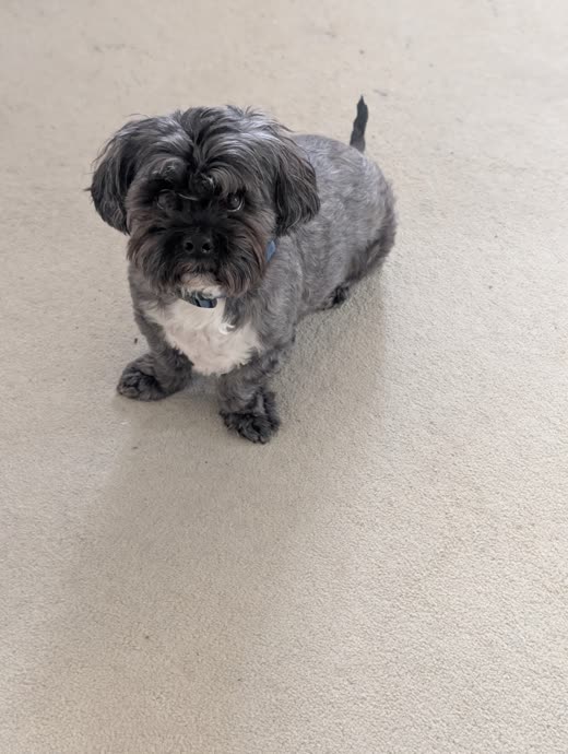 Small grey and white shih tzu with a neat short trim