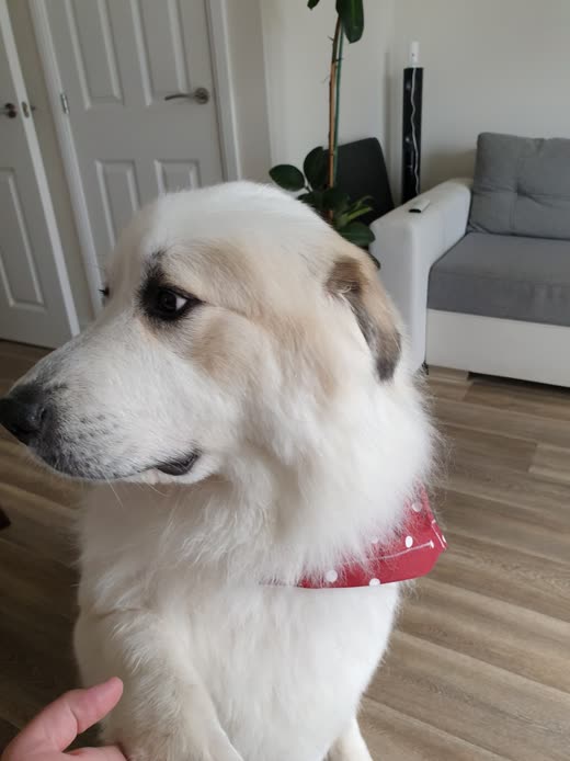 Close-up of a white fluffy dog's finished coat in a red polka-dot bandana