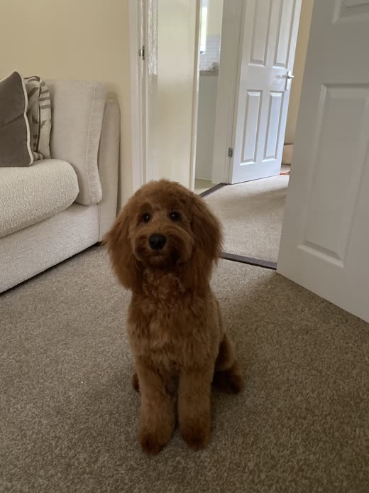 Neatly clipped red-brown cockapoo sitting in a hallway