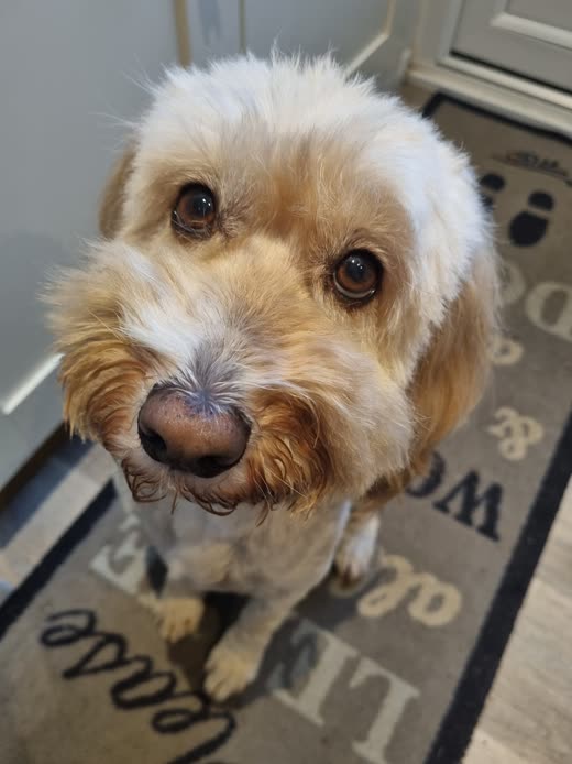 Scruffy cream and tan cockapoo looking up at the camera